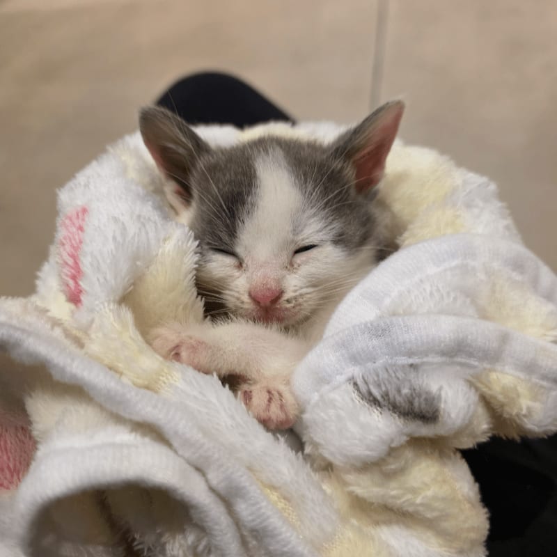 A tiny, sleepy kitten with white and gray fur is nestled in a soft, patterned blanket, with a blurred background.