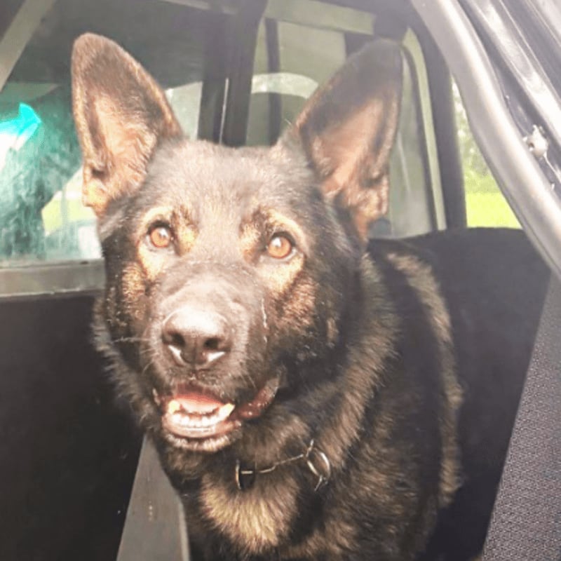 A German Shepherd with alert eyes and an open mouth sits in the back of a police car, with a blurred outdoor scene visible through the windows.