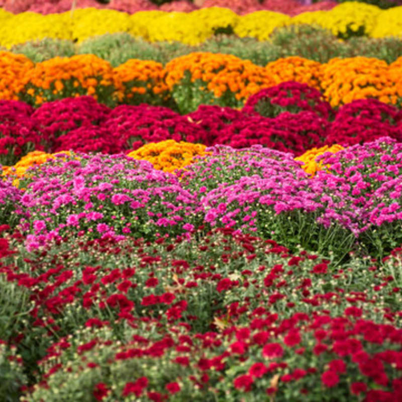 Rows of vibrant red, pink, orange, and yellow mums fill the foreground and background, creating a colorful floral display.