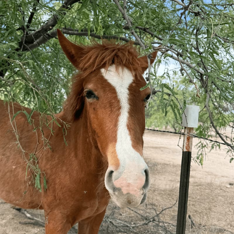 A chestnut horse with a white blaze stands in the foreground, partially obscured by green foliage, while a dry, dusty landscape with a fence stretches into the background.