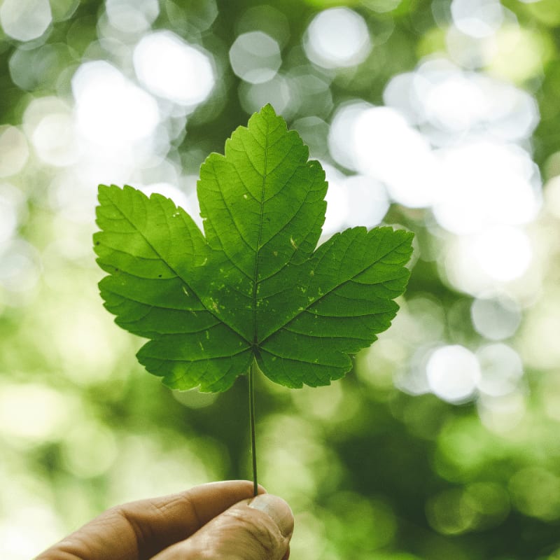 person holding green leafed plant