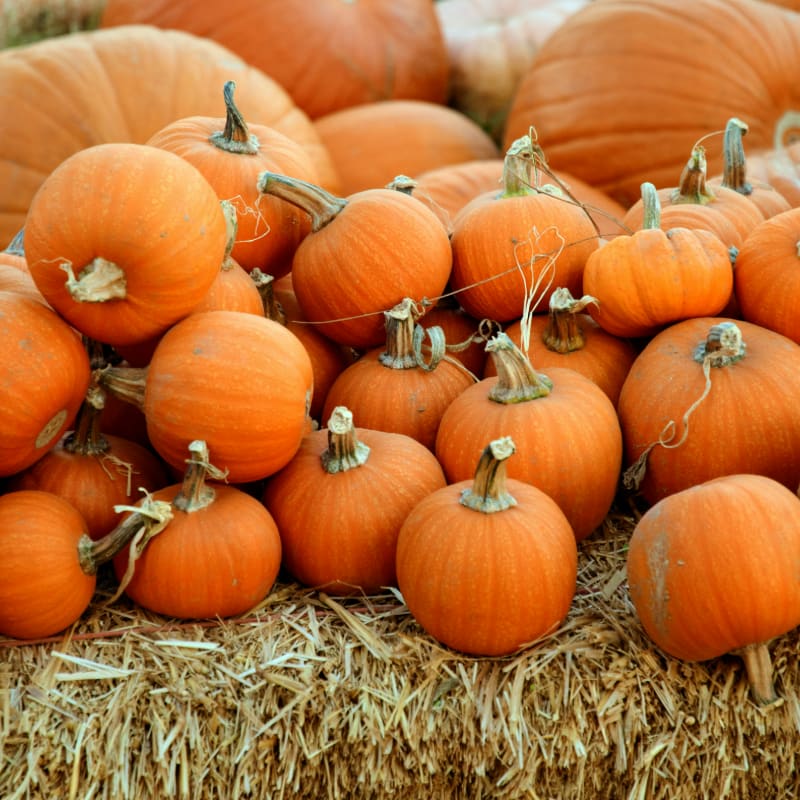 pile of orange squash