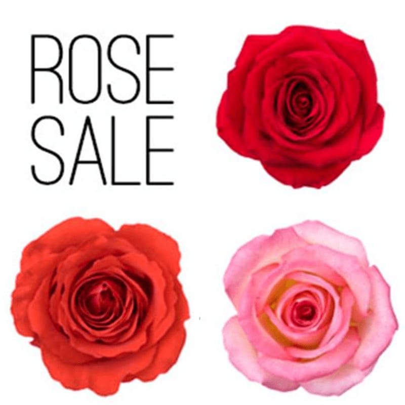 Four roses, two red, one orange-red, and one pink, are arranged around the words "ROSE SALE" on a white background.