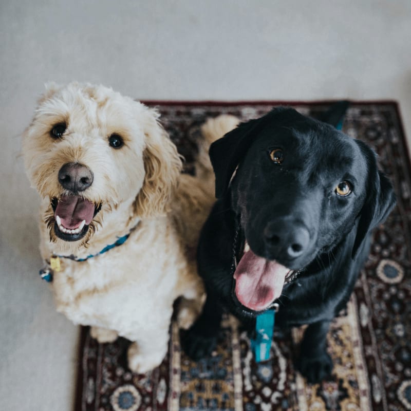 two dogs sitting on maroon area rug