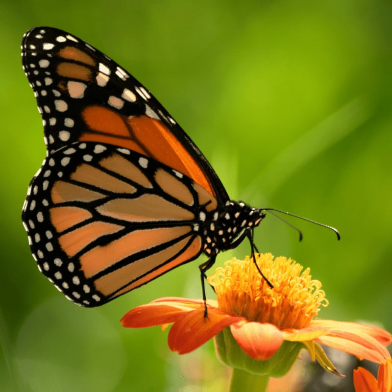 orange buttefly