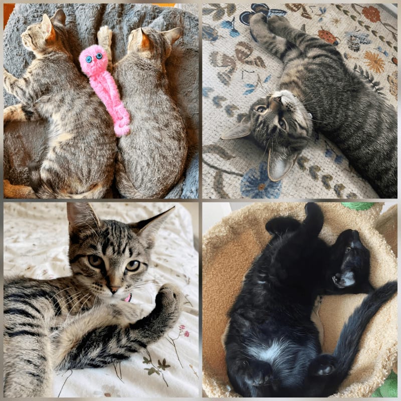 Two tabby kittens cuddle with a pink toy in the top left, while two cats nap on patterned blankets in the top right, a tabby cat poses in the bottom left, and a black cat sleeps on its back in a round bed in the bottom right.