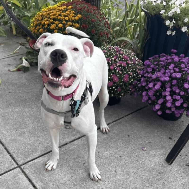 A happy white pit bull stands on a sidewalk in front of colorful potted flowers.