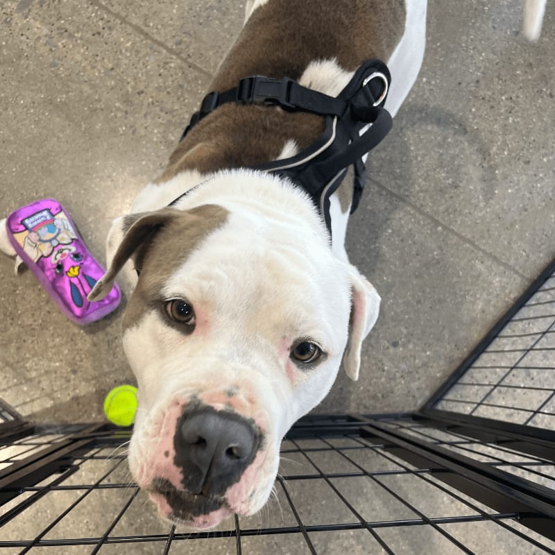 A white and brown dog with a harness looks up from a concrete floor with a tennis ball and a purple toy nearby, behind a black metal fence.