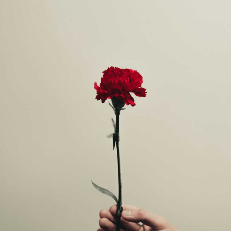 person holding red rose flower