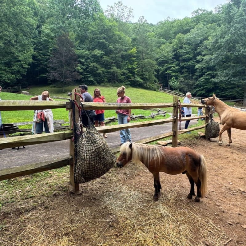 A group of people stand by a wooden fence in the foreground with a pony and a horse, while a lush green forest forms the background.