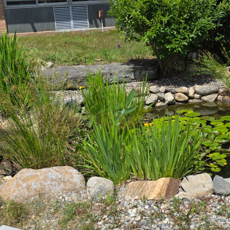 Lush green reeds and lily pads surround a small pond in the foreground, with a building and trees visible in the background.