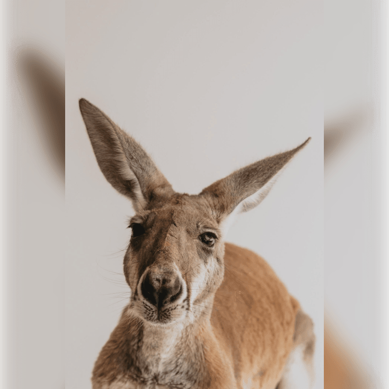A close-up of a kangaroo's face fills the foreground against a softly blurred, light-colored background.