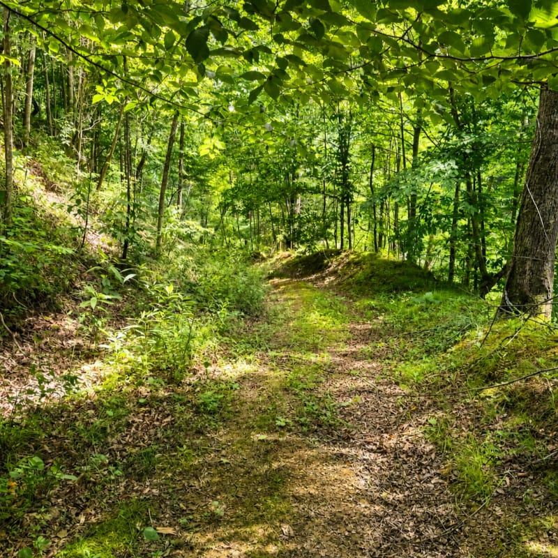A sun-dappled dirt path winds through a lush green forest with dense trees and foliage.