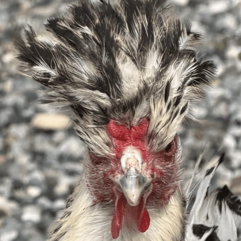 A fluffy crested chicken with red wattles stands in the foreground against a blurred background of gravel.