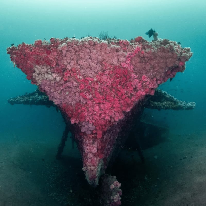 A shipwreck, encrusted with pink and white coral, rests on the sandy seabed with a clear blue ocean in the background.