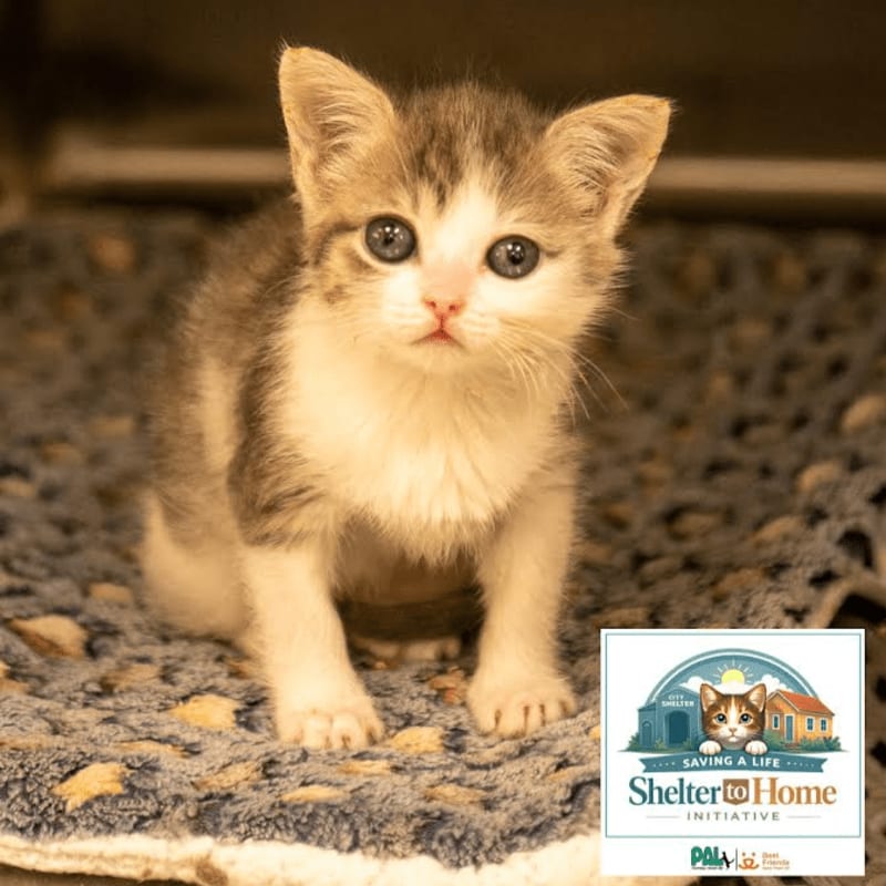 A fluffy kitten with blue eyes sits on a patterned blanket in the foreground, while a "Shelter to Home Initiative" logo is visible in the lower right corner against a blurred background.