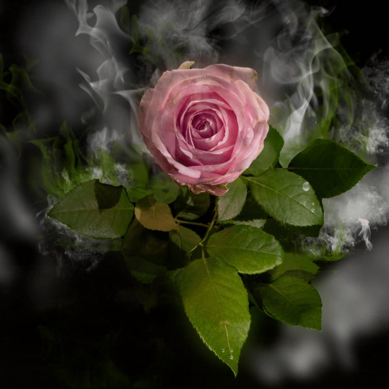 white-petaled flower