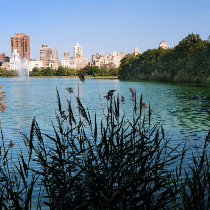 Tall, dark reeds in the foreground frame a tranquil lake with a city skyline and lush trees in the background.