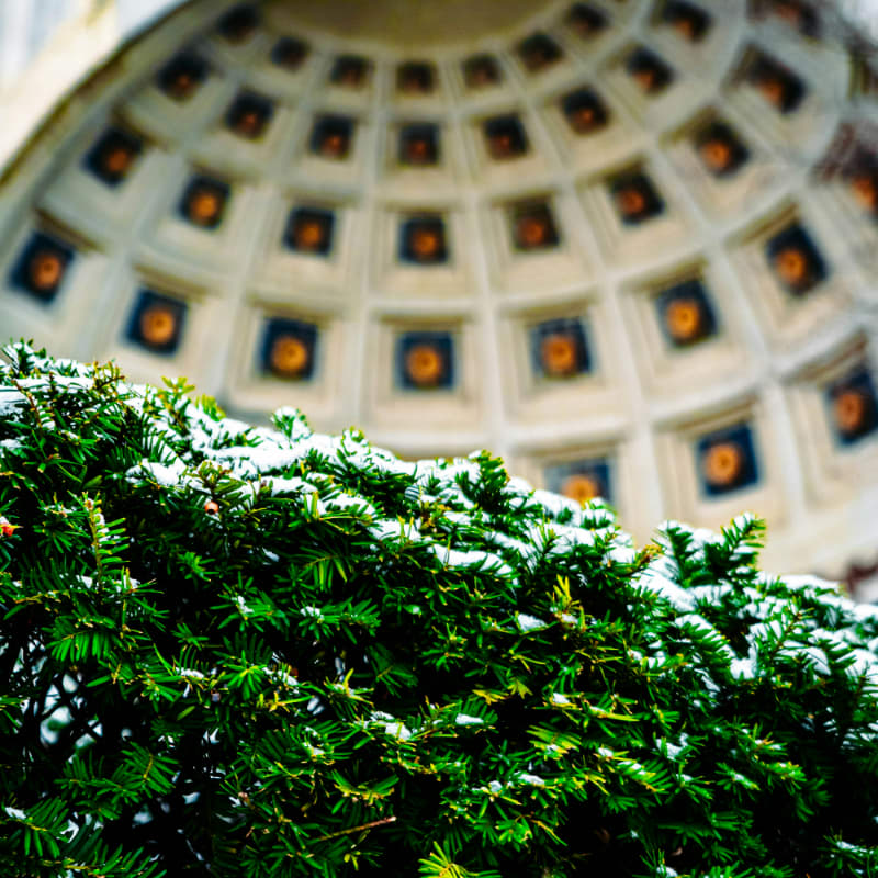 selective focus photography of green plants in front of building
