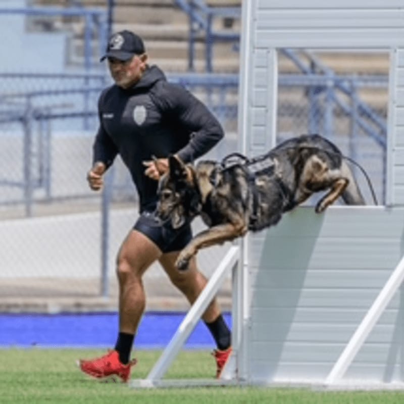 A police officer runs alongside a German Shepherd as it leaps over a white obstacle on a grassy field with bleachers in the background.