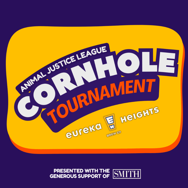 A bright yellow and orange graphic advertises an "Animal Justice League Cornhole Tournament" with "eureka heights" and "smith" logos in the foreground, set against a dark purple background.