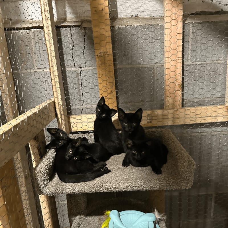 Five black kittens huddle together on a carpeted perch within a wire-enclosed structure, with a cinder block wall visible in the background.