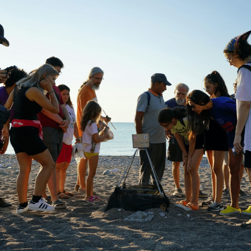 Group of people observing something on a beach.