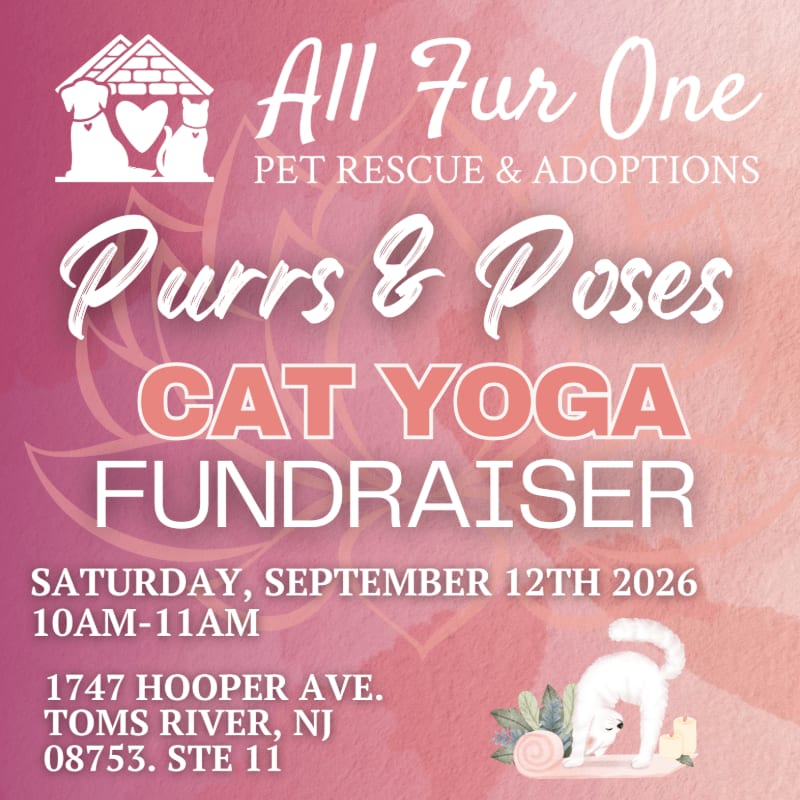 A pink and white flyer advertises a "Purrs & Poses Cat Yoga Fundraiser" for "All Fur One Pet Rescue & Adoptions" with event details in the foreground and a floral pattern in the background.
