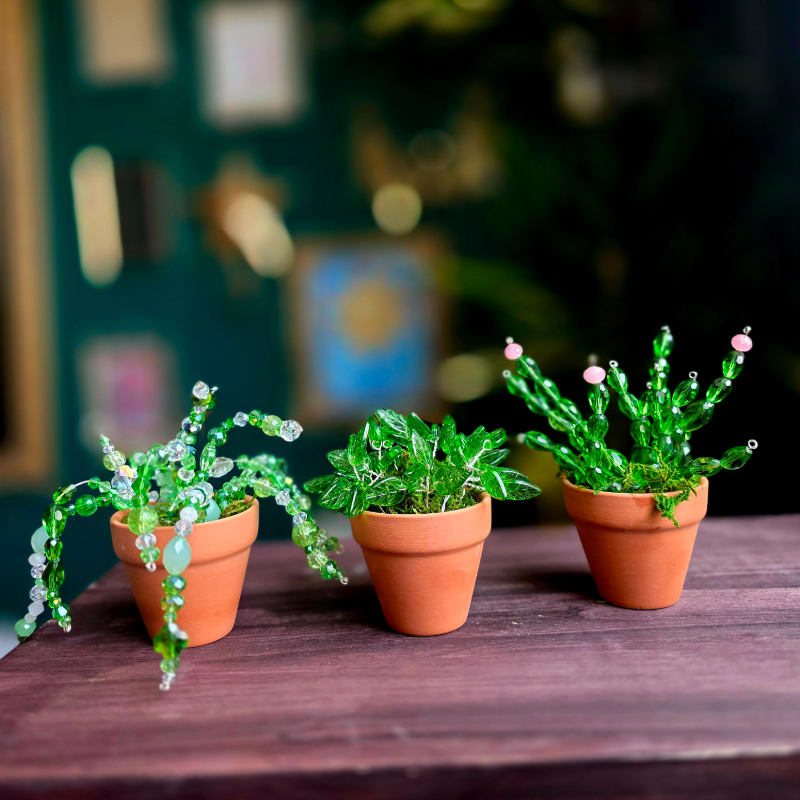Three small potted beaded plants sit on a wooden surface with a blurred green background.