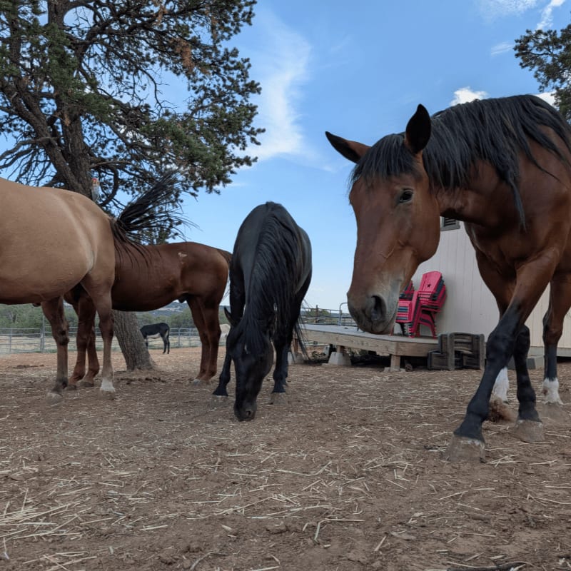 A group of horses, including a brown horse in the foreground, graze in a dusty yard with a building and trees in the background.