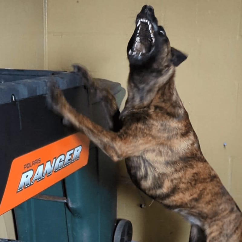 A brindle dog with its mouth open and teeth bared lunges at a green and orange Polaris Ranger in a garage.