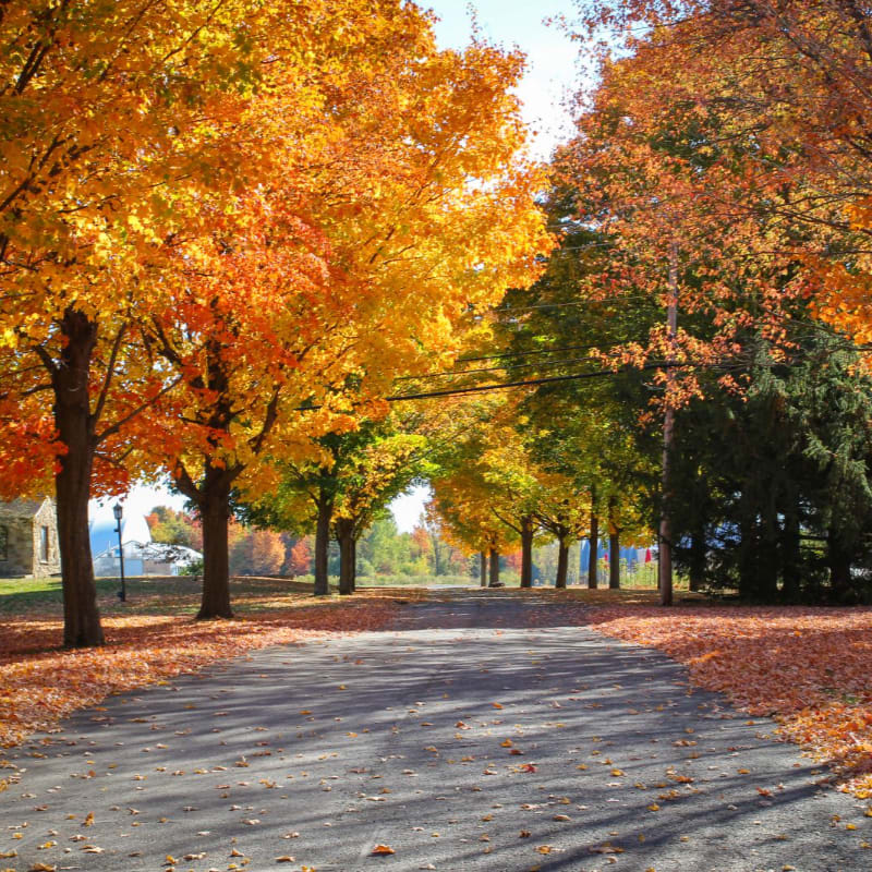 A paved road is covered with fallen autumn leaves, leading through a tunnel of trees displaying vibrant fall foliage.