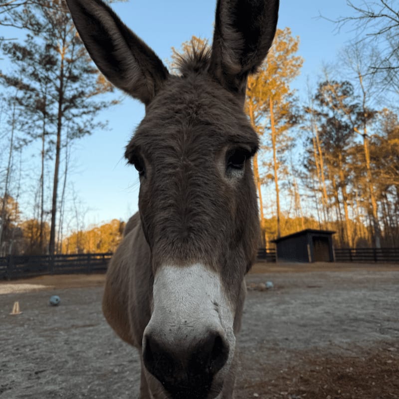 A close-up of a donkey's face fills the foreground, with a rural farmyard and trees visible in the background.