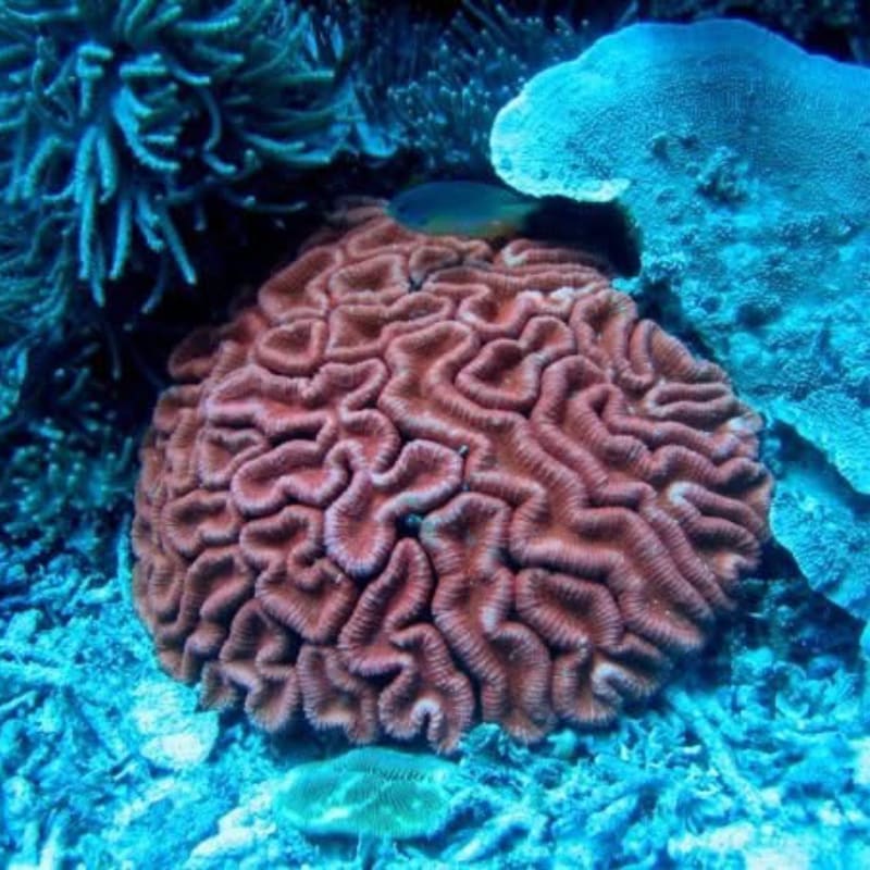 A large, reddish-brown brain coral with intricate folds dominates the foreground, while a blueish-green coral formation and a small fish are visible in the background.
