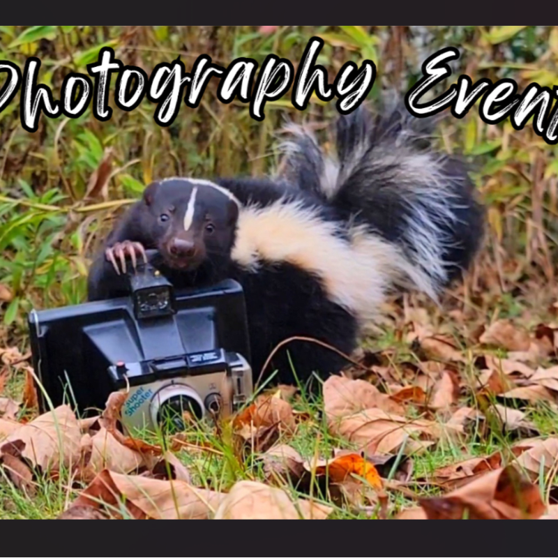 A skunk poses with a vintage camera in the foreground, surrounded by fallen leaves, while a blurry green background suggests an outdoor setting.