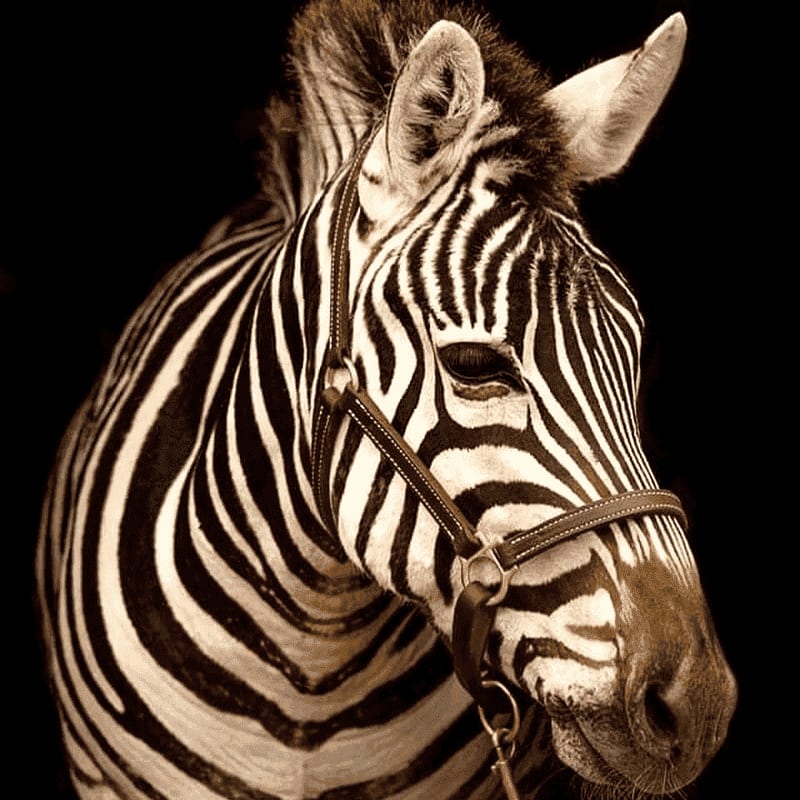 A zebra with a leather halter stands against a stark black background.