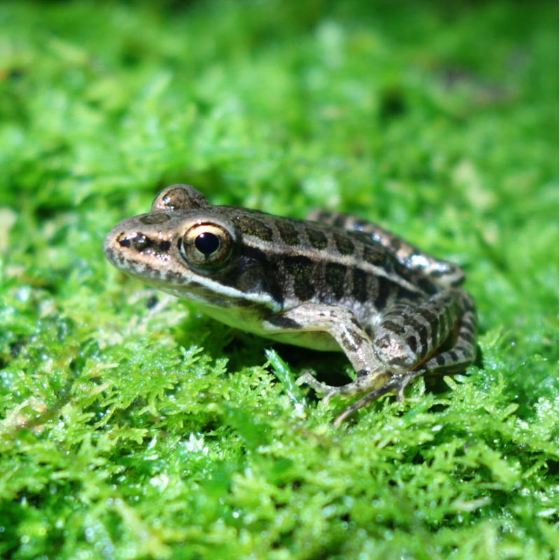 A small, striped frog rests on vibrant green moss in the foreground, with a blurred, mossy background.
