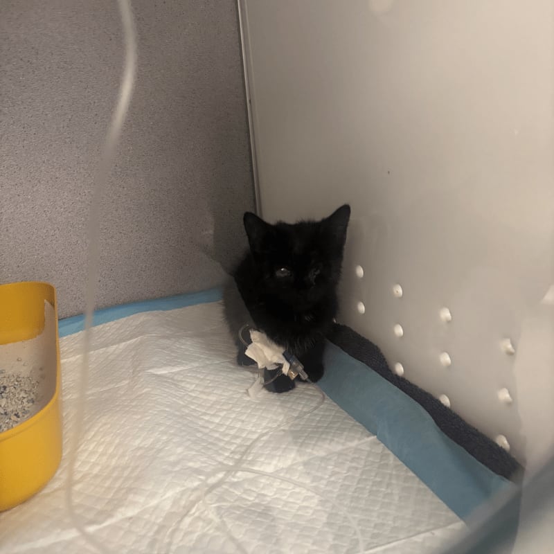 A small black kitten sits on a white pad in a cage, with a yellow litter box to its left and a white, perforated wall behind it.