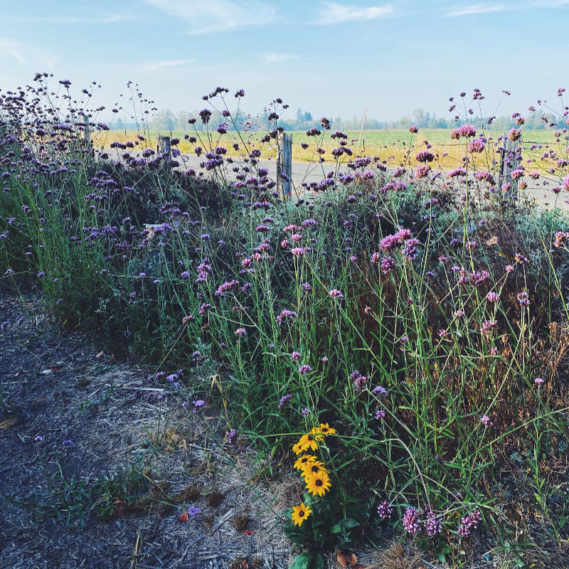 Tall purple wildflowers line a dirt path in the foreground, with a hazy field and fence posts visible in the background under a pale blue sky.