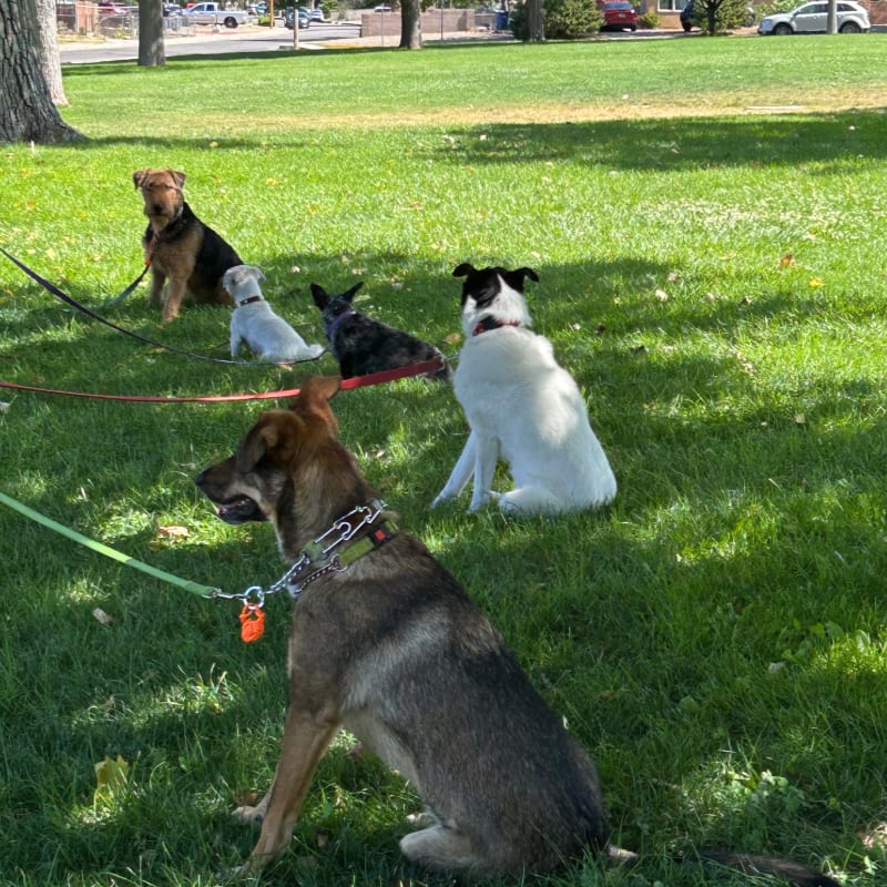 Five dogs sit on a grassy lawn in the foreground, with trees and a street visible in the background.