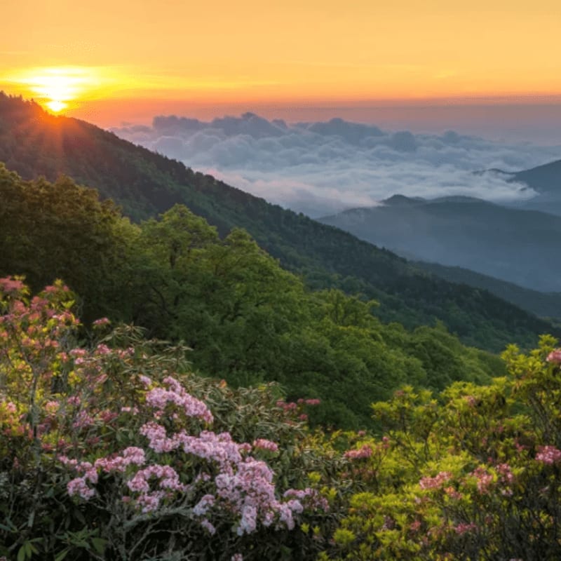 Pink rhododendrons bloom in the foreground of a mountain landscape with a sunrise peeking over the misty peaks in the background.