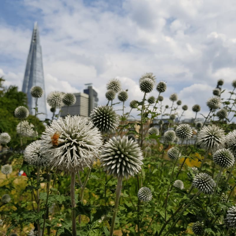 A bee visits a globe thistle in the foreground, with the Shard skyscraper and city buildings in the background under a cloudy sky.