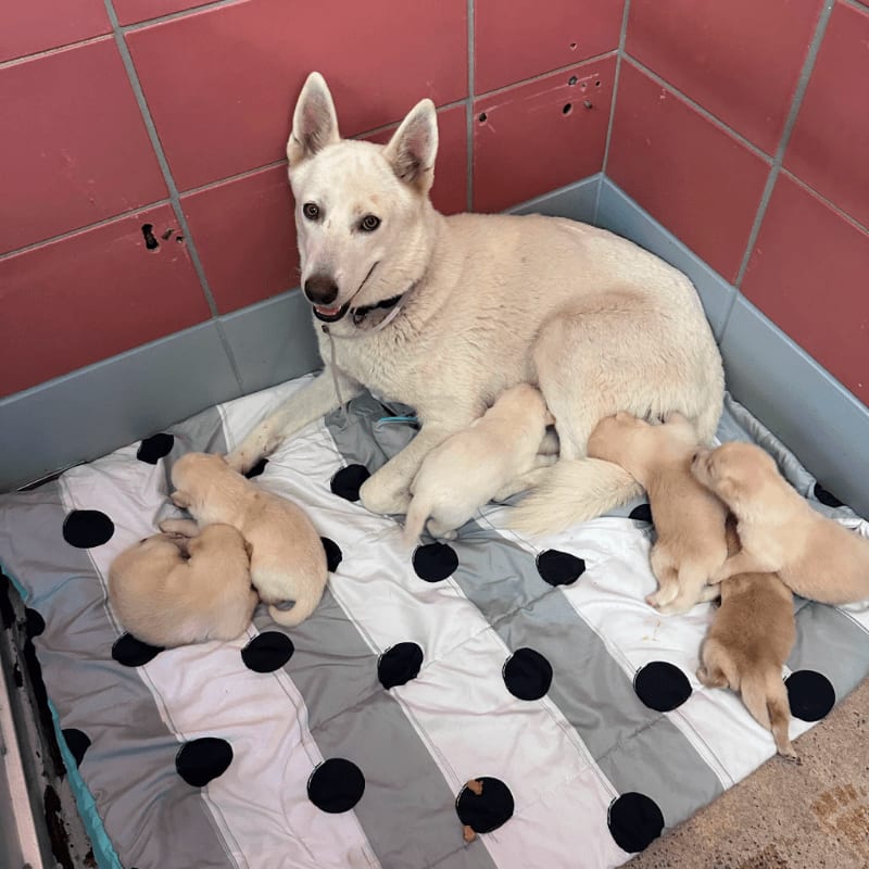 A white mother dog nurses her puppies on a polka-dotted blanket in a kennel with pink tiled walls.