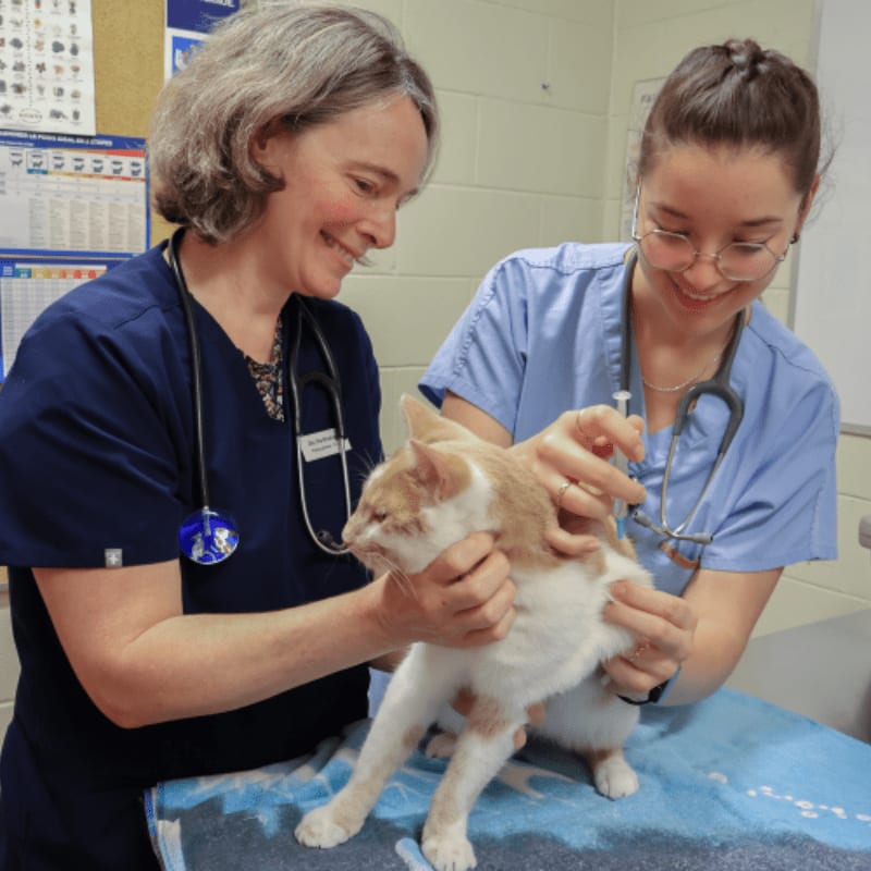 Two smiling veterinarians in blue scrubs administer a vaccination to a ginger and white cat in a clinic examination room.