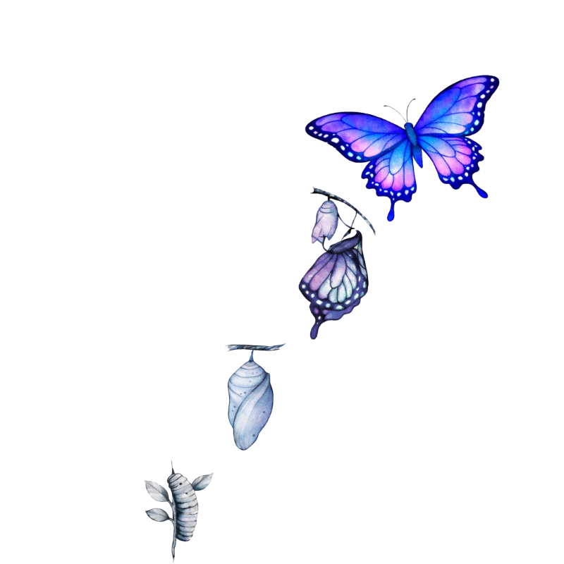 A caterpillar transforms into a chrysalis, then a butterfly emerges, and finally a fully formed butterfly flies against a white background.