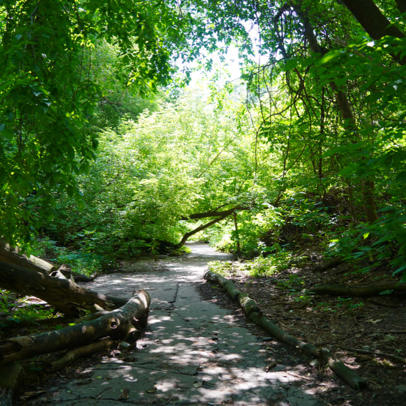 A sun-dappled path winds through a lush green forest, with fallen logs in the foreground and dense foliage creating a canopy overhead.