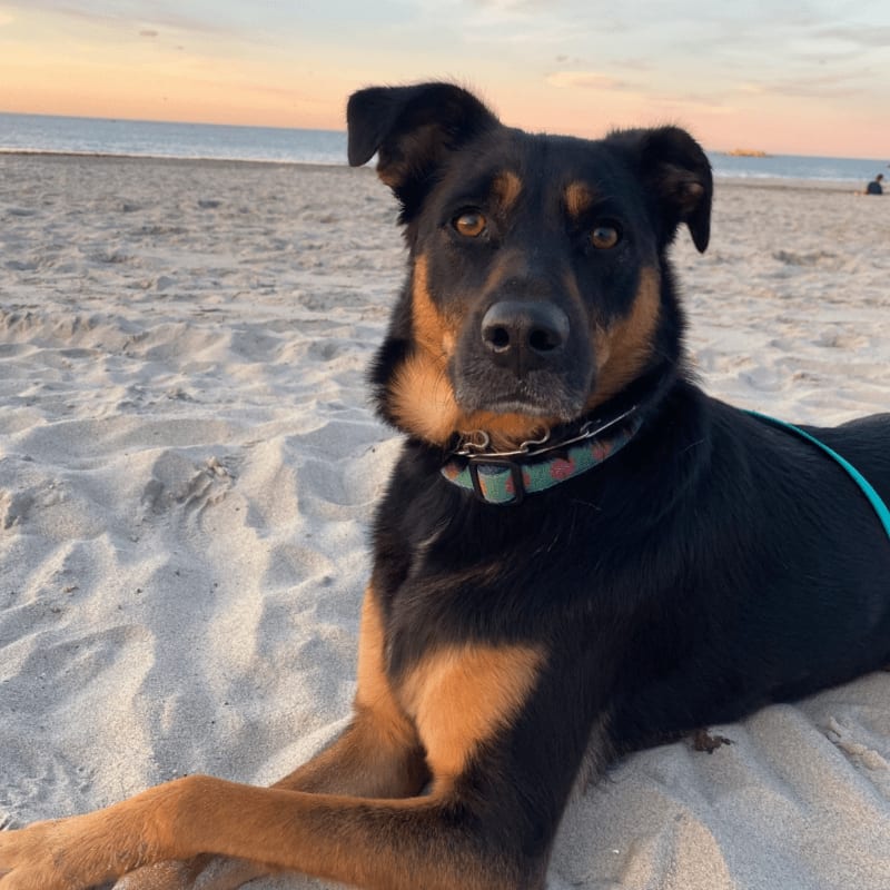 A black and tan dog with a colorful collar rests on a sandy beach with the ocean and a soft sunset in the background.