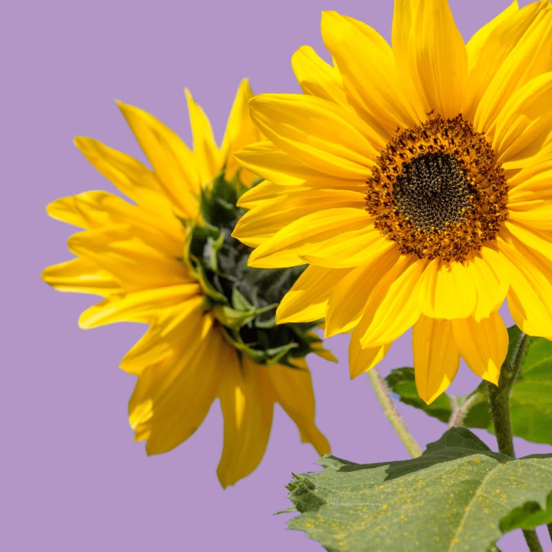 Two bright yellow sunflowers with dark centers are in the foreground against a soft purple background.