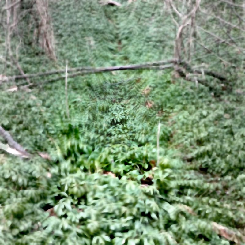 Lush green foliage fills the foreground, leading to a blurred background of trees and undergrowth.