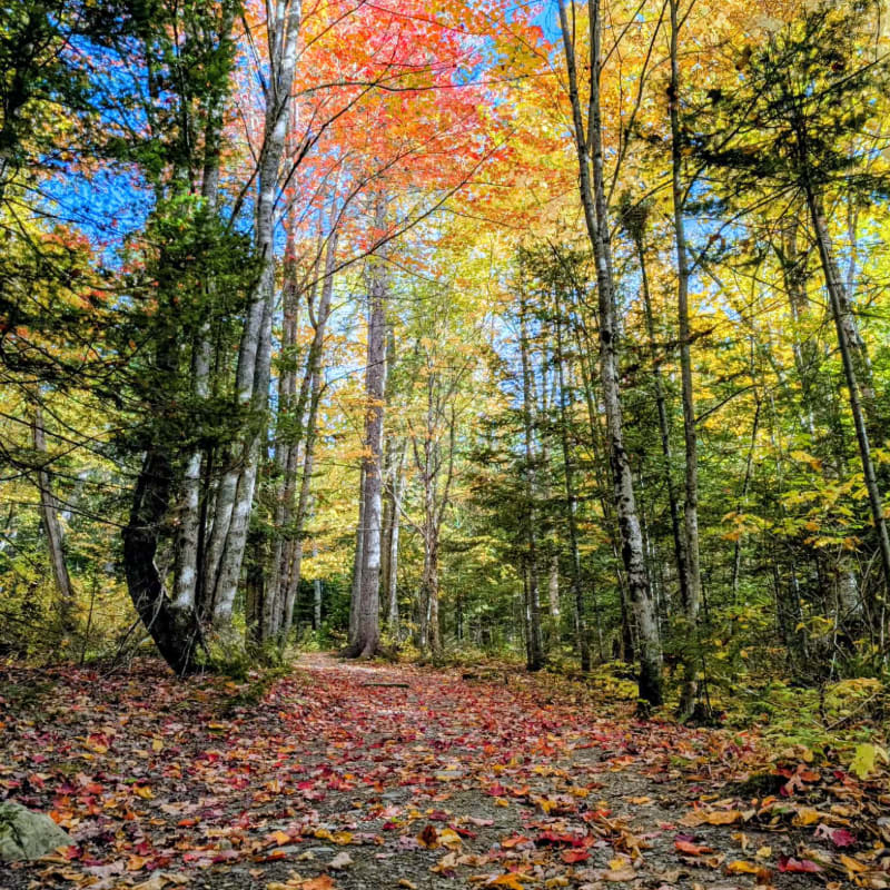 A path covered in fallen autumn leaves leads through a forest with vibrant red and yellow foliage against a bright blue sky.